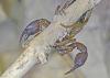 Euscorpius flavicaudis